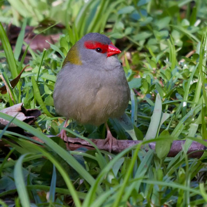Red-browed Finch (Neochmia temporalis)